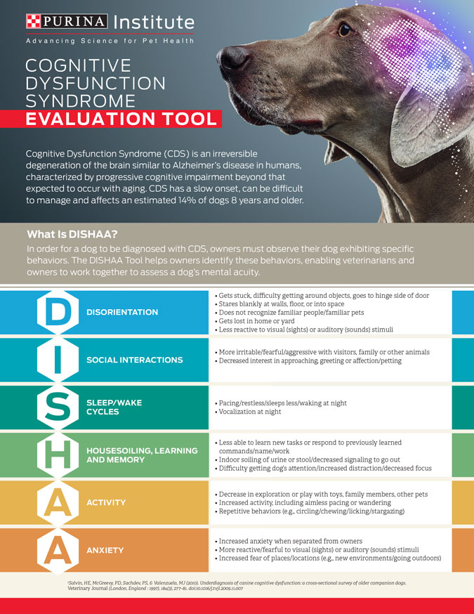 Infographic titled "Cognitive Dysfunction Syndrome Evaluation Tool" with a dog image at the top. It guides veterinarians through DISHAA—Disorientation, Social Interactions, Sleep/Wake Cycle, House Soiling, Activity, and Anxiety—to assess pet health effectively.