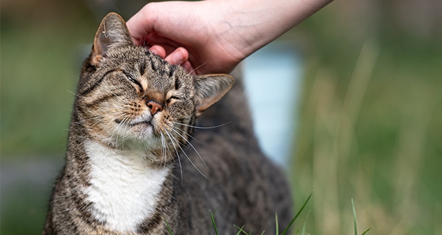 A tabby cat with white markings sits in grass with its eyes closed, enjoying being petted on the head by a hand. The cat looks relaxed and content outdoors.