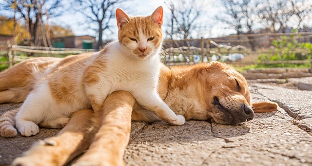 A ginger and white cat comfortably rests on a sleeping golden-brown dog lying on a stone path, exuding an air of contentment often seen post-visit to the vet. The background reveals a sunny outdoor setting with trees and a fence, as the cat gazes at the camera while the dog remains peacefully asleep.