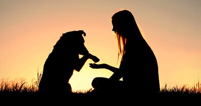 Silhouette of a person and a dog sitting in a field at sunset. The dog, freshly checked by the vet, raises its paw to the person's hand, creating a scene of interaction and companionship against the orange sky.
