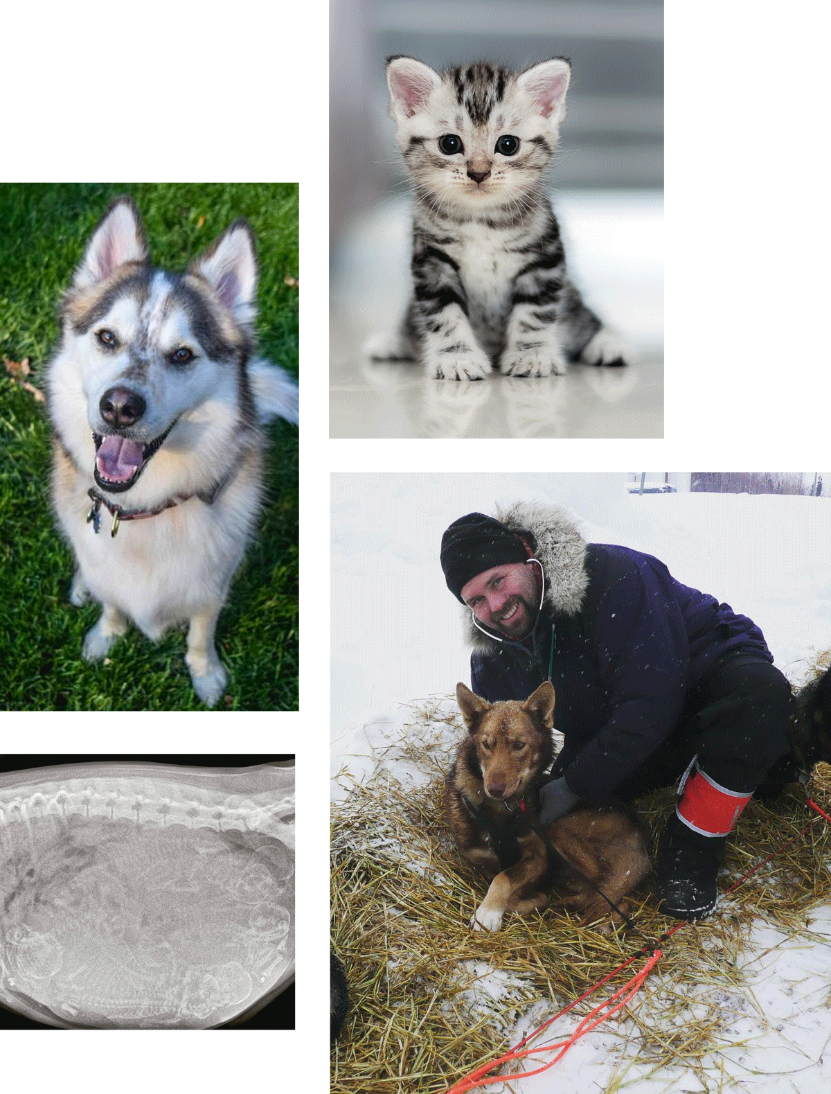 A collage of four images: A happy dog outdoors, a small gray and white kitten indoors, a veterinarian in winter gear petting a dog in the snow, and an X-ray image.