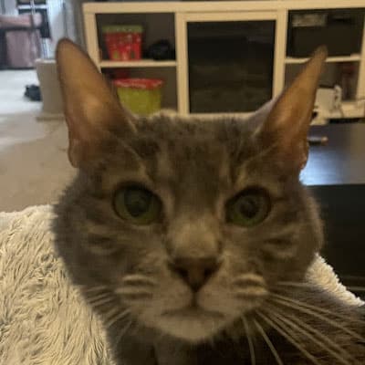 A gray cat with green eyes stares into the camera while sitting on a light-colored blanket in a cozy living room with shelves and baskets in the background.