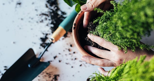 Hands, reminiscent of a vet's gentle touch, plant a green leafy plant in a terracotta pot. Soil is scattered on the white surface, while a small garden trowel rests nearby.