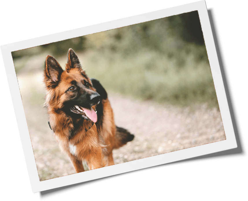 A German Shepherd with a fluffy coat stands on a gravel path, looking to the side. Its tongue is out, and ears are perked up—like it just heard its favorite veterinarian calling. The background is a blur of green foliage, suggesting a natural outdoor setting.