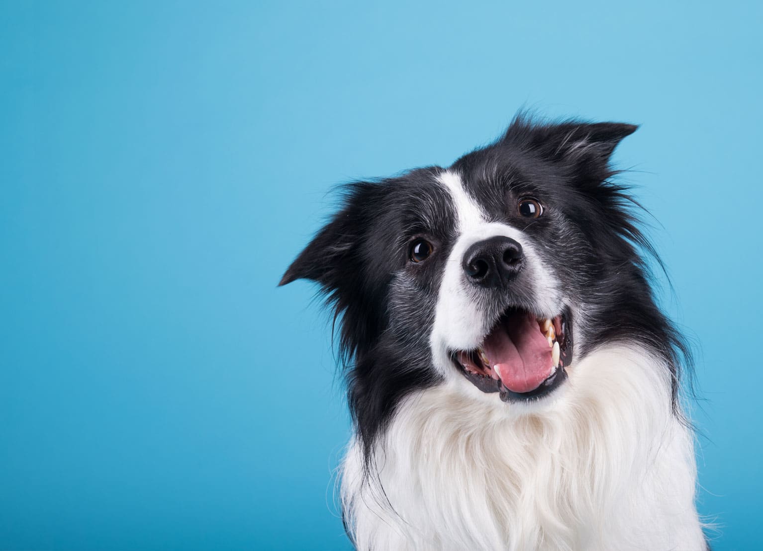 A black and white dog with fluffy fur looks directly at the camera with an open mouth, as if it's just received a clean bill of health from the vet. The background is a solid light blue.