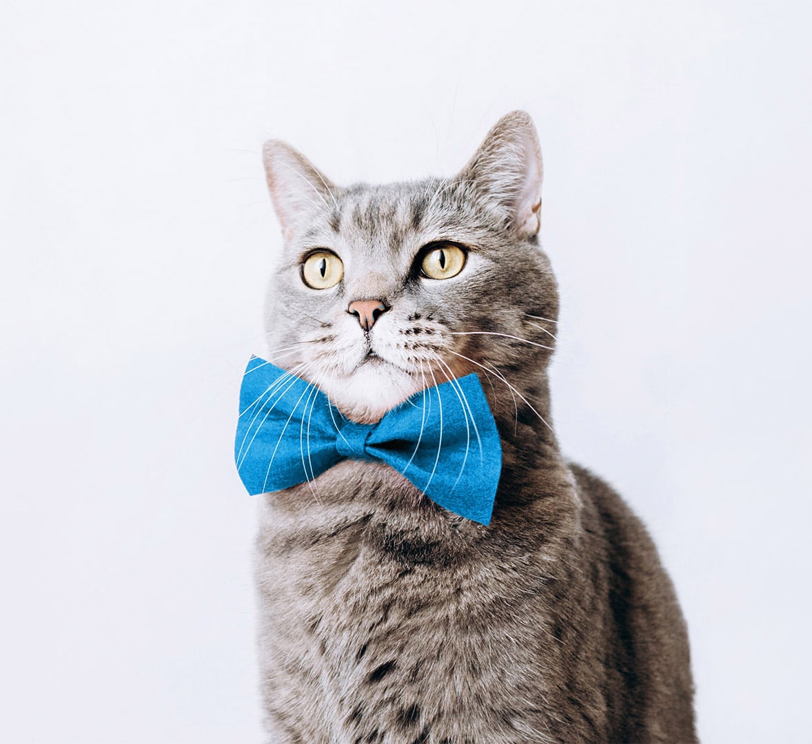 A grey cat with a blue bow tie looks upwards, its striking green eyes gleaming under the soft, striped fur. This sophisticated feline, often admired by the vet, stands against a plain, light-colored background that further enhances its elegance.