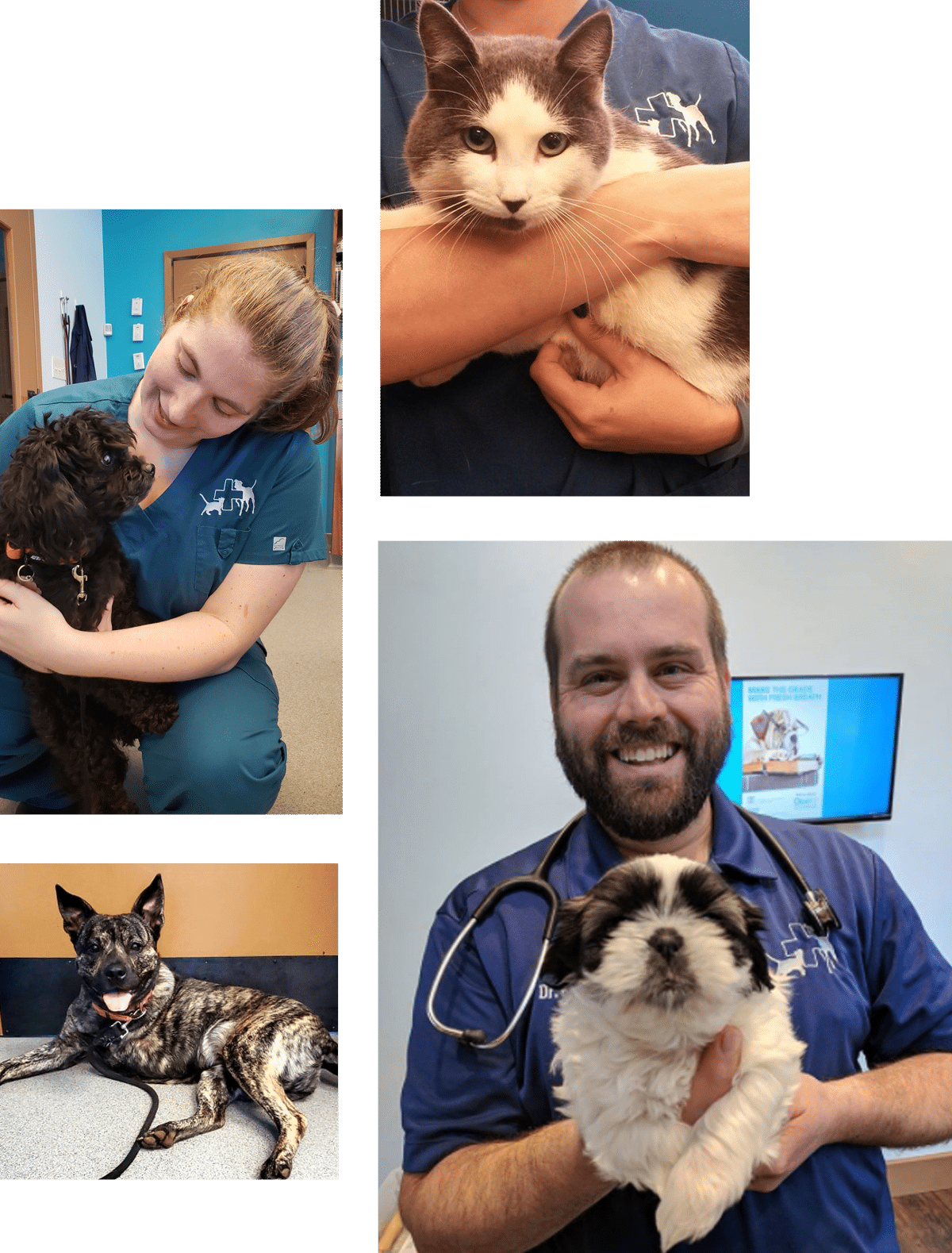 Collage of four images: A veterinarian in blue scrubs holds a white and gray cat; another vet cuddles a black dog; a black and white dog lies down; a smiling bearded vet in blue scrubs holds a shaggy white and black dog.