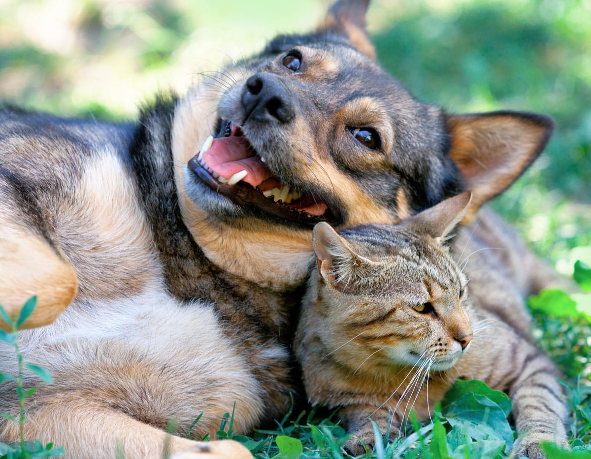 A happy dog lies on the grass with its head resting on a content cat, as if they've just returned from a vet visit. The dog is smiling with its mouth open, while the cat looks relaxed. Both are surrounded by greenery on a sunny day.