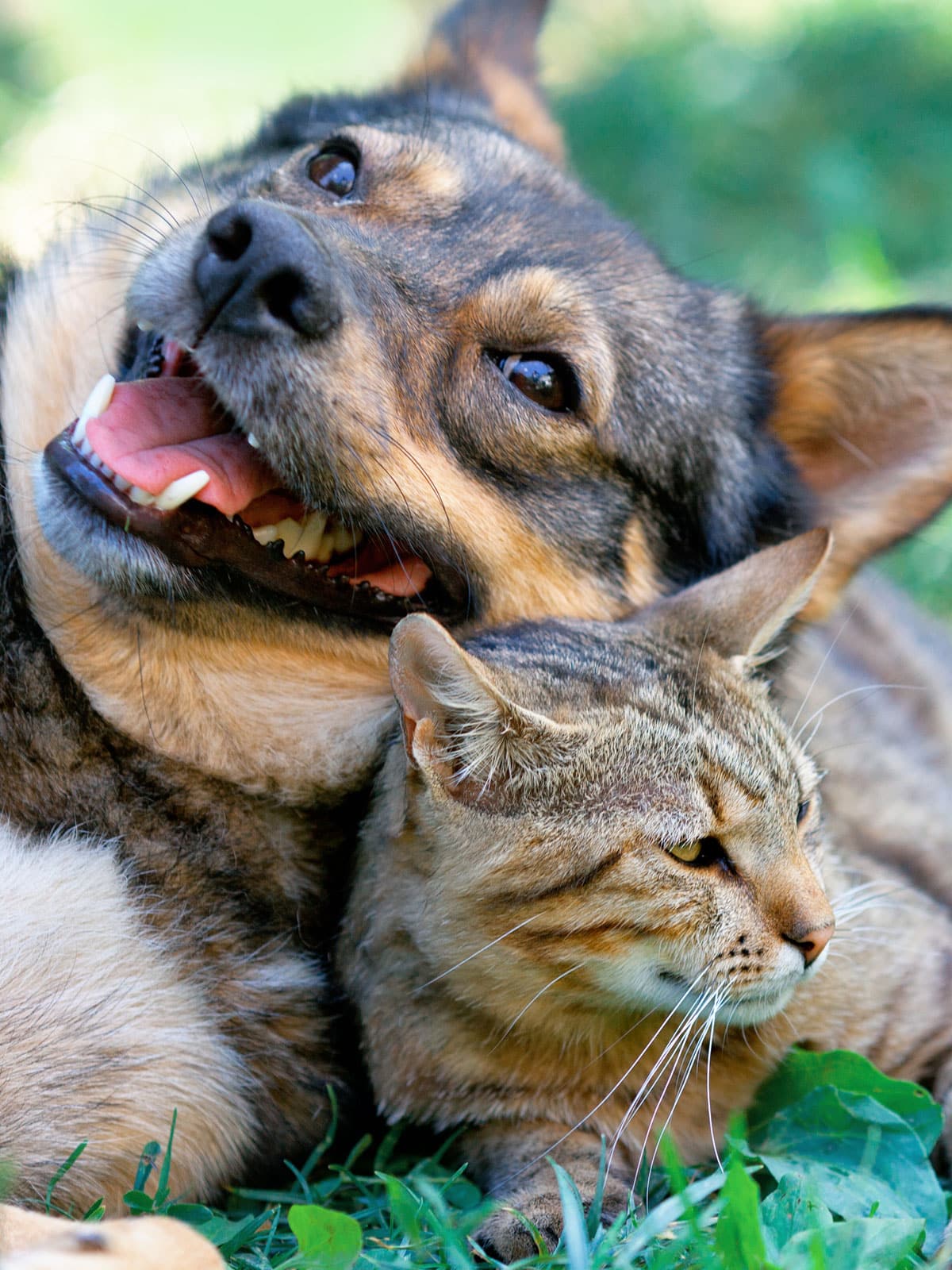 A happy dog with brown fur and a big smile rests its head on a calm tabby cat, like patients basking in the sun after visiting the vet. The playful dog and relaxed cat enjoy the green grass and sunny day.