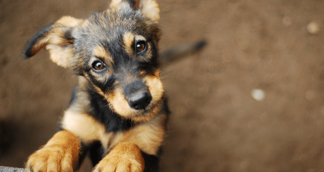 A small, brown and black puppy with floppy ears looks up with curious eyes, standing on its hind legs against a surface, perhaps eager for a vet visit. The background is a blurred earthy tone.